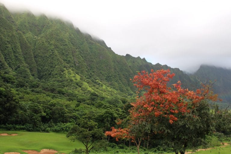 A tree with red leaves in front of a green mountain in the clouds
