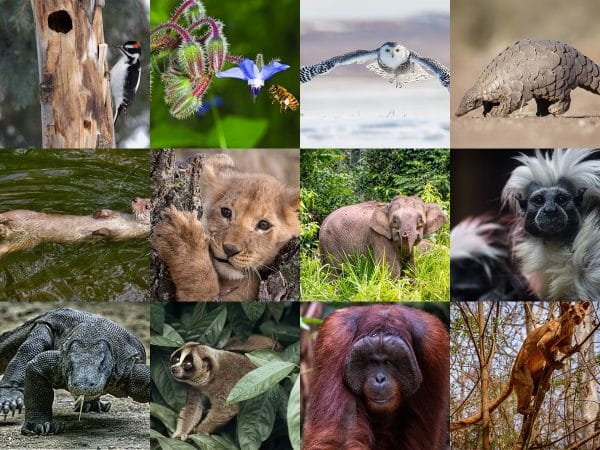 A collage of 12 animals of endangered species